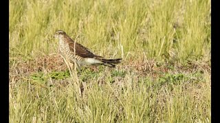 ハイタカ幼鳥 探餌・飛翔