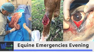 Equine Emergencies Evening - Colic, Wounds and Eyes