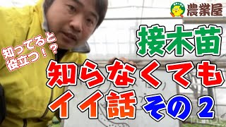 【知ってトクする！？】接木苗の知らなくてもいい話 その2【農業屋】