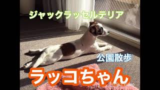 公園散歩【ジャックラッセルテリア ラッコ】Rakko Jack Russell Terrier