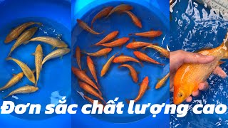 Mở bán lô ginrin mango và đơn sắc Dainichi cao cấp #cakoi #koi #koifish #yoakekoifarm #lêtrungtín