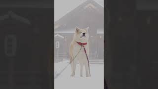 秋田犬はる、うちの子やたら神々しくただの散歩 #shorts #秋田犬 #犬のいる暮らし