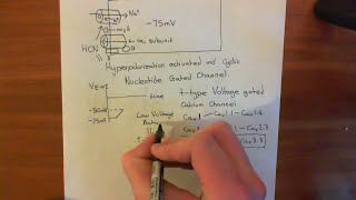 Electrically Triggered Calcium Oscillation - The Sino-Atrial Node Part 1