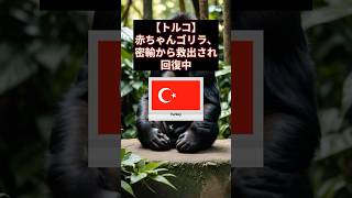 【トルコ】赤ちゃんゴリラ、密輸から救出され回復中