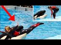 Caught on camera - Whale kills Seaworld trainer