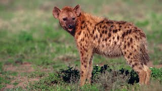 Hyena: The Unseen Danger - Unveiling the Mystery