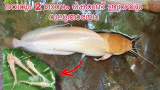 Albino catfish വെറും 2 മാസം കൊണ്ട് ഇത്രയും വലുതായോ🔥| Aqua Tips Malayalam