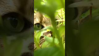 猫の隠れ家