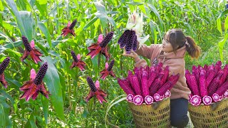 How women harvest purple corn, a specially bred variety - Harvest and cooking - LY THI LINH