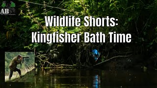 Kingfisher Bath Time (Calderdale)