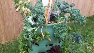 Around the Home: #16 July 2014 Garden Update