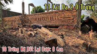 Trở Lại Chỗ Lột 11 Cái Da 2 Ổ Trứng Bắt Được 6 Con Rắn BaBy | Mười Thương Săn Bắt