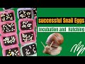 Snail Eggs Incubation and Hatching in Snail Farming (Snail Farming In Nigeria)