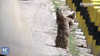 Two marmots spotted fighting in Gansu, China