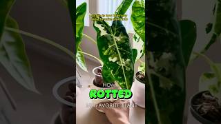 How I ROTTED my FAVORITE Plant! #shorts #houseplants #indoorplants #alocasia #plantcare #plantmom