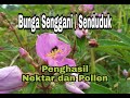 Bunga Senggani / Senduduk Penghasil Nektar dan Pollen | Vegetasi pakan Lebah | Stingless Bee