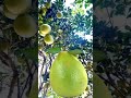 pomelo. trending viral shorts video viralvideo trend fyp asmr youtube capcut fypシ fruit