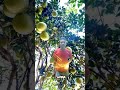 pomelo. trending viral shorts video viralvideo trend fyp asmr youtube capcut fypシ fruit