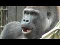 dad gorilla scolds the zookeeper.alternatively momotaro played a prank on him.【kyotocityzoo】