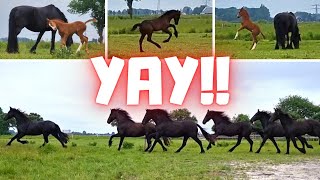 All horses at full gallop into the meadow | Friesian Horses