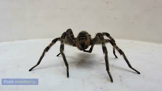 Fears of Spiders - The Myths