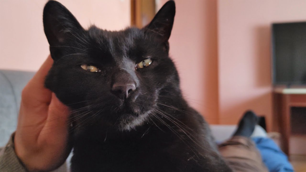 Asmr Relaxing Cat Petting Youtube