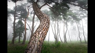 독야청청 늘푸른 소나무 Pine tree 松