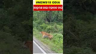 ଆକ୍ରମଣ କଲା ମହାବଳ ବାଘ | Shorts | Odia News