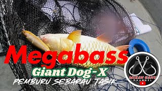 MEGABASS GIANT DOG-X, PEMBURU SEBARAU TASIK KENYIR