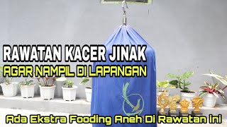 RAWATAN KACER JINAK AGAR BISA NAMPIL DILAPANGAN || Ada Ekstra Fooding Aneh Dirawatan Kali Ini