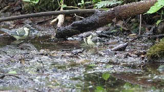 河口湖フィールドセンターのシジュウカラ（幼鳥）の水浴び　その１８（4K60P動画）