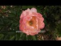 Kopper Kettle Itoh Peonies & Herbaceous Peony blooms at wildfilmsindia Himalayan Peony gardens