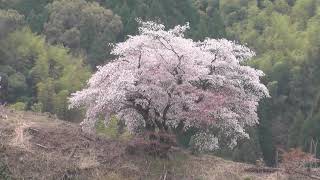 福岡県みやま市青々谷大桜２０１５年