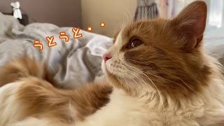 キラキラが気になって眠れないもふ猫が可愛い【スコティッシュフォールド】