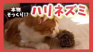 【猫おもちゃ】本物の鳴き声にそっくりなハリネズミのおもちゃを猫達に見せてみました！