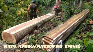 senso 707 new west belah kayu afrika buat bahan papan panjang 4 meter