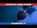 Clearwater Marine Aquarium - Complete Tour