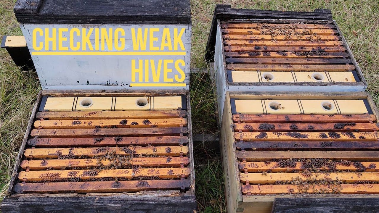 Checking Weak Hives Youtube
