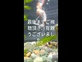 暑い日は、金魚と泳ぐ🐠