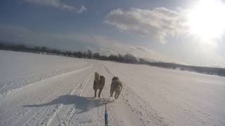 岩手山　犬ぞり大会　日曜日　２日目　２頭引き　銀河＆太郎