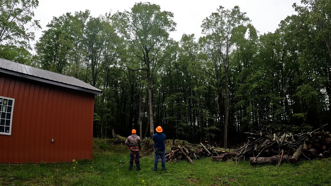Tree Removal Youtube