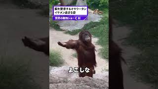 オラウータンの餌くれポーズがイケメンすぎた…