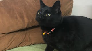 black-cat🐈‍⬛呼ぶと来てくれる黒猫バロン