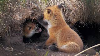 Fox cub siblings play tag in front of their den on a windy day