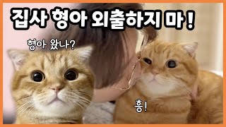 집사 형아가 외출 후 늦게 와서 삐진 고양이 베니