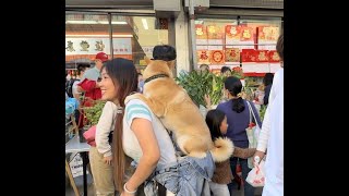 三藩市華埠香雅點心百年老店全美始祖舊金山The first dim sum hours in USA since 1920