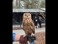 European Eagle Owl #birdwatching #birds #owl #eagleowl