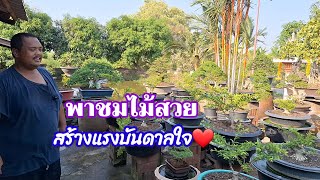 🌿👍พาชมไม้เพื่อเป็นตัวอย่างสร้างแรงบันดาลใจให้เยาวชนคนรุ่นใหม่และนักสร้างสรรค์บอนไซทุกท่าน