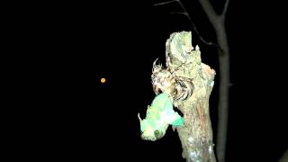 Dog Day Cicada Molting