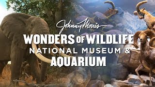 Johnny Morris' Wonders of Wildlife in Springfield Missouri